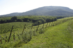 Le sentier viticole de Wuenheim